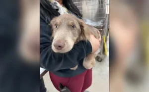 Help Charlie get the medical attention he needs